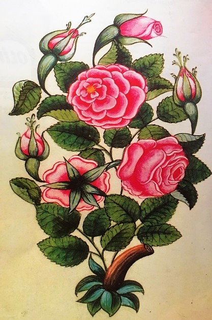 Edirne Gülü